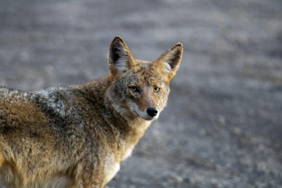 What do coyotes eat
