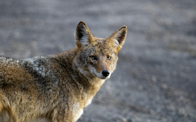 What do coyotes eat