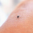 When do mosquitoes come out