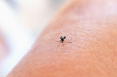 When do mosquitoes come out