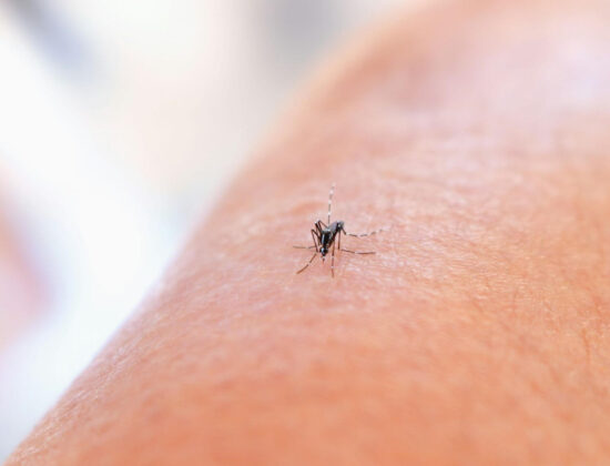 When do mosquitoes come out