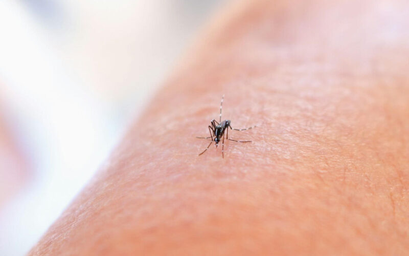 When do mosquitoes come out
