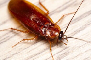 A wood roach vs. a cockroach