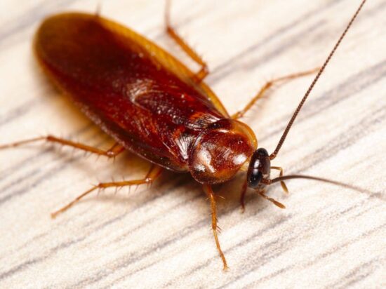 A wood roach vs. a cockroach