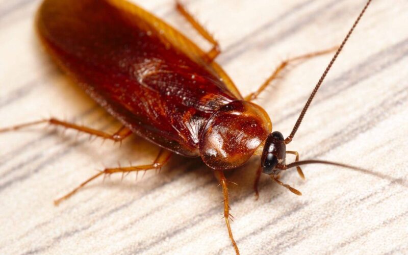 A wood roach vs. a cockroach