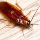 A wood roach vs. a cockroach