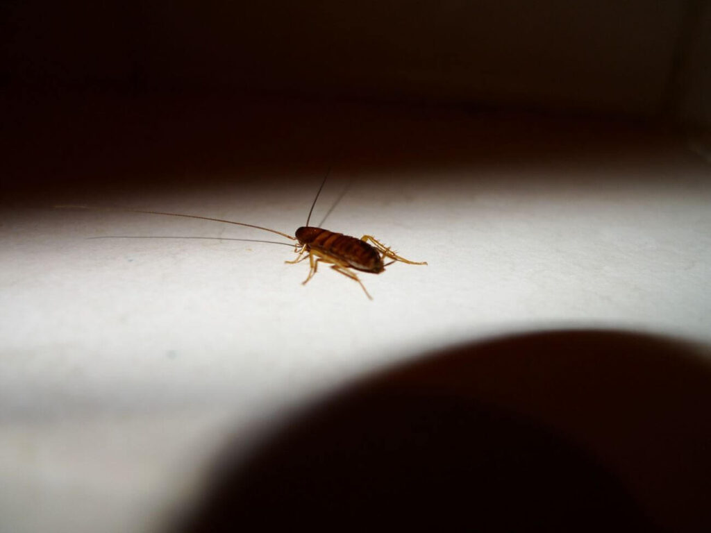 A baby cockroach