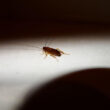 A baby cockroach