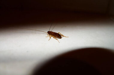 A baby cockroach