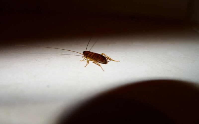 A baby cockroach