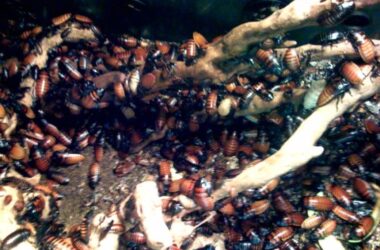 A cockroach nest