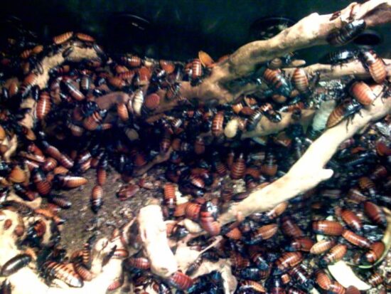 A cockroach nest