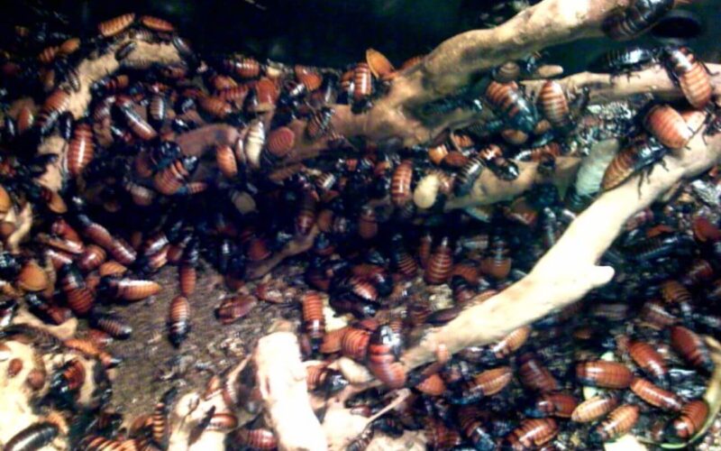 A cockroach nest