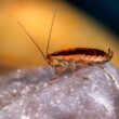 Do cockroaches smell