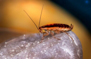 Do cockroaches smell