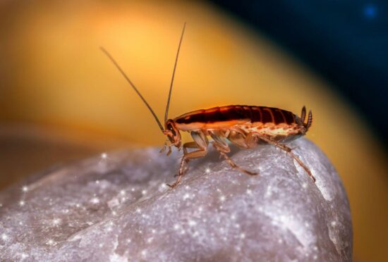 Do cockroaches smell