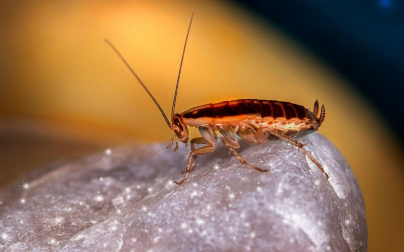 Do cockroaches smell