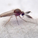 No-see-um bug that can be gotten rid of