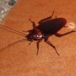 Pet safe cockroach killers