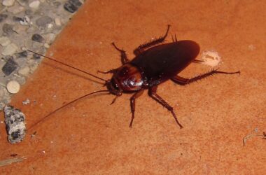 Pet safe cockroach killers