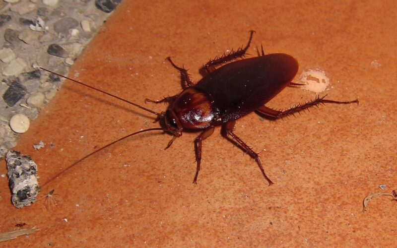 Pet safe cockroach killers