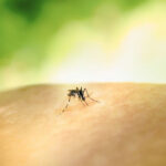 Bed bug bites vs. mosquito bites