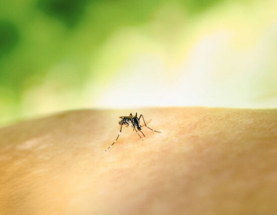 Bed bug bites vs. mosquito bites