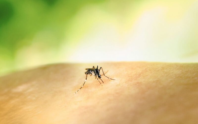 Bed bug bites vs. mosquito bites