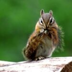 Best chipmunk repellents