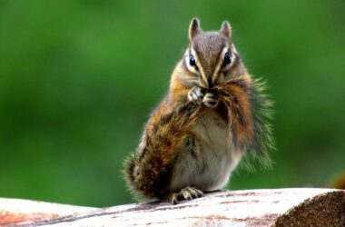 Best chipmunk repellents