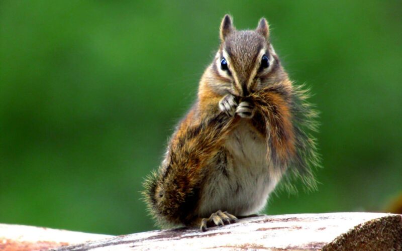 Best chipmunk repellents