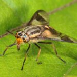 Best deer fly repellents