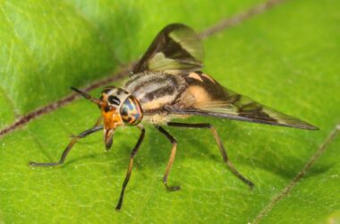 Best deer fly repellents