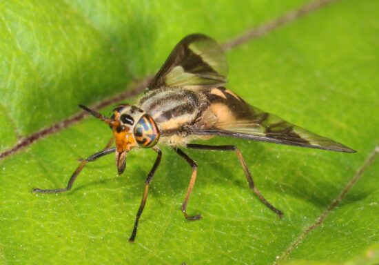 Best deer fly repellents