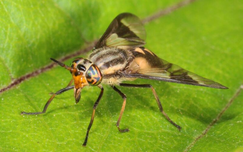 Best deer fly repellents