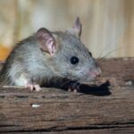 Best mice repellents