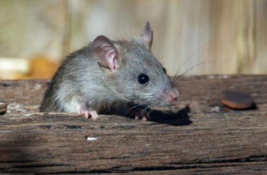 Best mice repellents