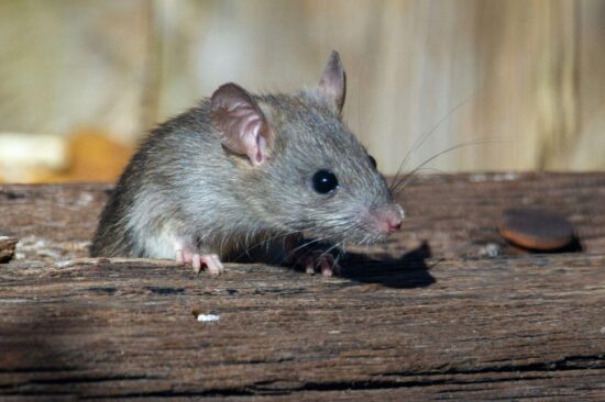 Best mice repellents