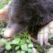 Best mole repellents