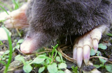 Best mole repellents