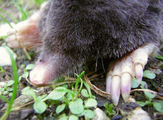 Best mole repellents