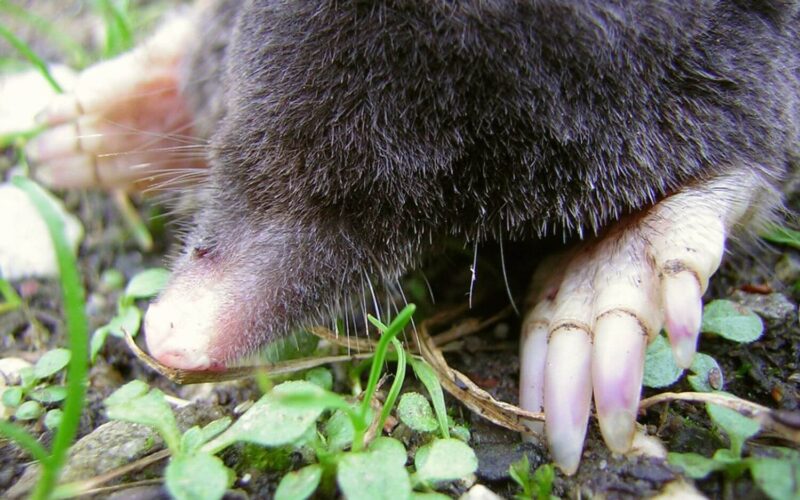 Best mole repellents
