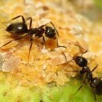 Best pet safe ant killers