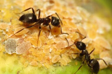 Best pet safe ant killers