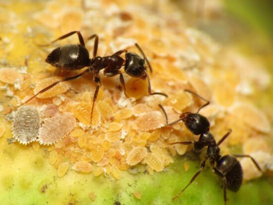 Best pet safe ant killers