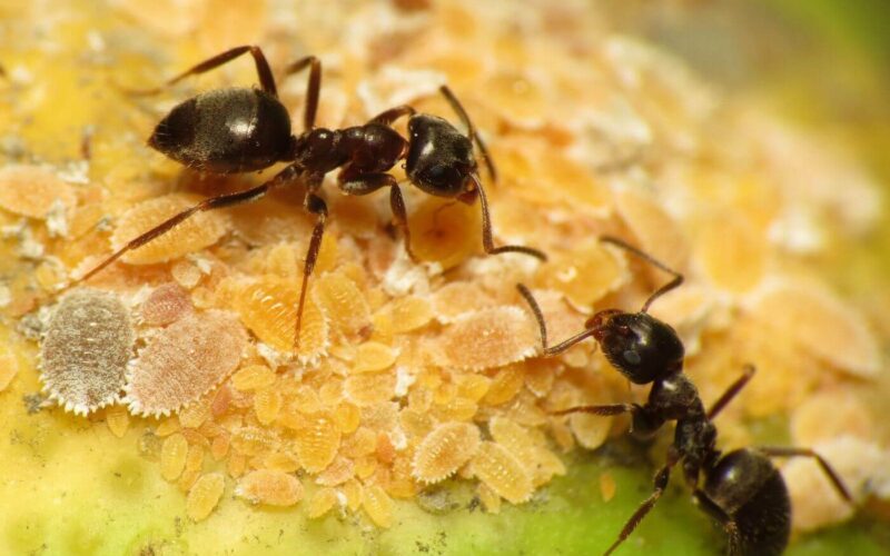 Best pet safe ant killers