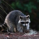 Best raccoon repellent