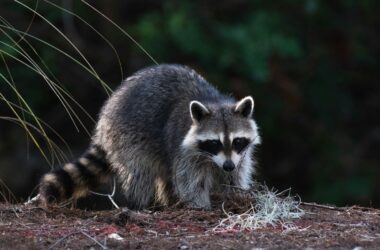 Best raccoon repellent