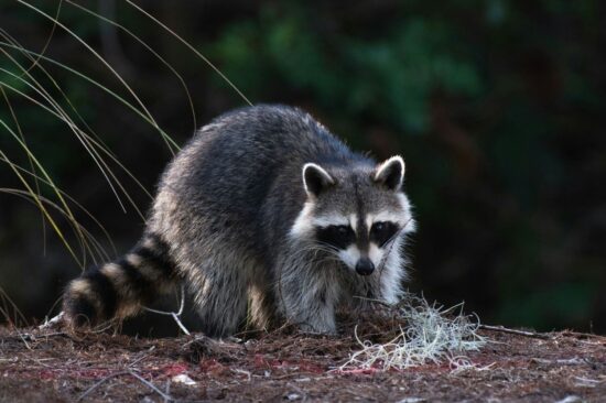 Best raccoon repellent