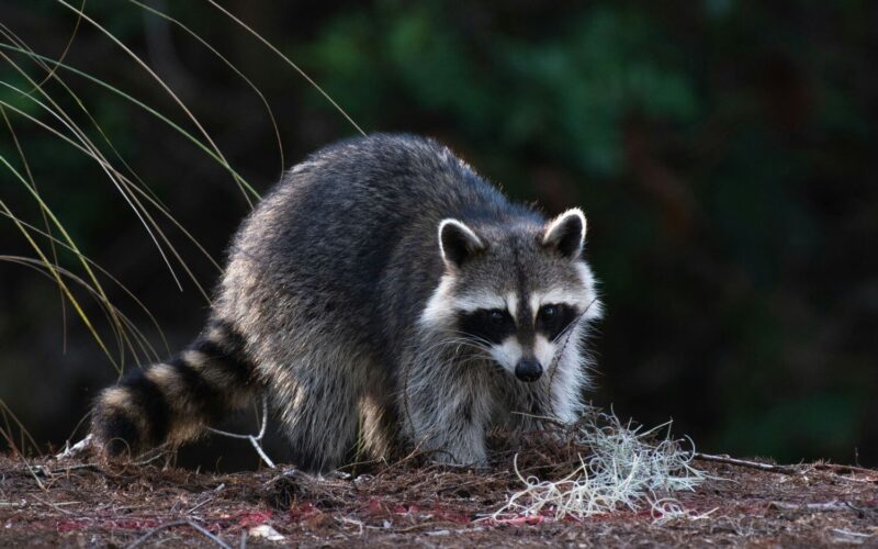 Best raccoon repellent